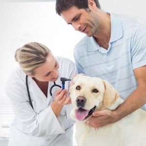 Veterinary Instruments